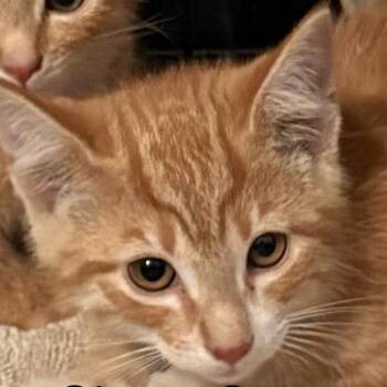 Ginger Snap -  Domestic Short Hair Cat for Adoption in Quakertown, Pennsylvania - Ginger Snap | PetCurious