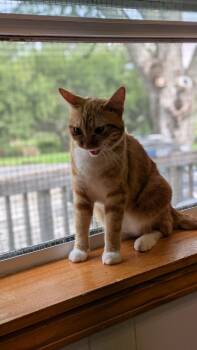 Sorbet -  Domestic Short Hair Cat for Adoption in Papillion, Nebraska - Sorbet | PetCurious