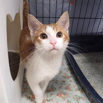 Gatsby -  Domestic Short Hair Cat for Adoption in Oshkosh, Wisconsin - Gatsby | PetCurious