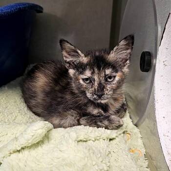 Zuri -  Domestic Short Hair Cat for Adoption in Monroe, Michigan - Zuri | PetCurious