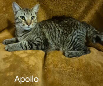 Rescue Domestic Short Hair Cats for Adoption in Oviedo, Florida - Apollo | PetCurious
