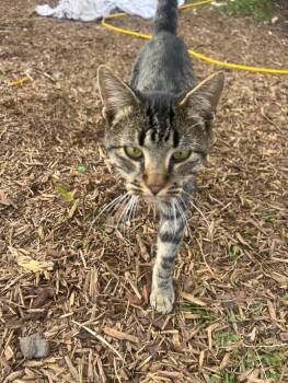 Pebbles -  Domestic Short Hair Cat for Adoption in Thomasville, Alabama - Pebbles | PetCurious