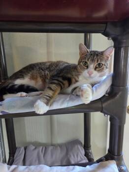 Rescue Domestic Short Hair Cats for Adoption in New Freedom, Pennsylvania - Iris | PetCurious
