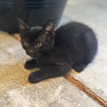 Domestic Short Hair Cats Available for Adoption in Huntsville, Alabama - Bear | PetCurious