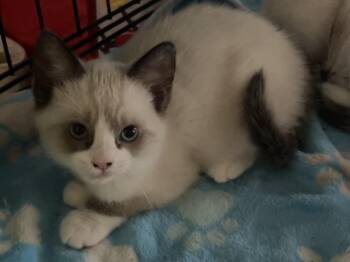 Sammie -  Domestic Short Hair Cat for Adoption in South Pasadena, California - Sammie | PetCurious