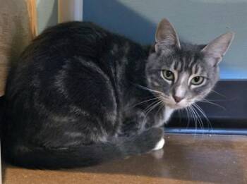 Astrea -  Domestic Short Hair Cat for Adoption in Stanwood, Washington - Astrea | PetCurious