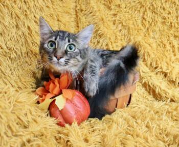Bean -  Domestic Long Hair and Maine Coon Cat for Adoption in St. Augustine, Florida - Bean | PetCurious