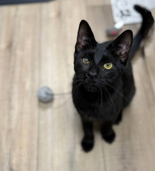 Rescue Domestic Short Hair Cats for Adoption in Mount Laurel Township, New Jersey - Bluto Sailor | PetCurious