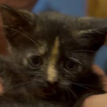 Buttercup -  Domestic Short Hair Cat Available for Adoption in Midland, Texas - Buttercup | PetCurious