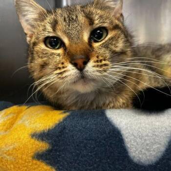 Domestic Short Hair Cats Available for Adoption - Gummy Yummy Ummy | PetCurious