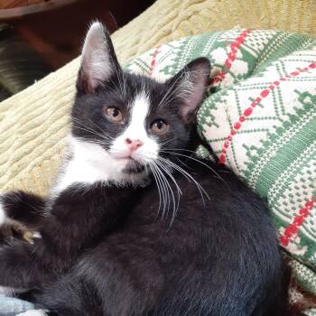 Tyler -  Domestic Short Hair Cat for Adoption in Pittsburgh, Pennsylvania - Tyler | PetCurious