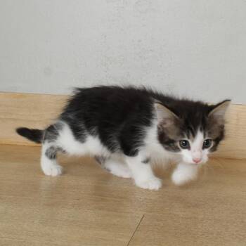 Lenny C69428 -  Domestic Short Hair Cat for Adoption in Minnetonka, Minnesota - Lenny C69428 | PetCurious