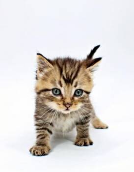 Domestic Short Hair Cats Available for Adoption in Morton Grove, Illinois - Folklore | PetCurious
