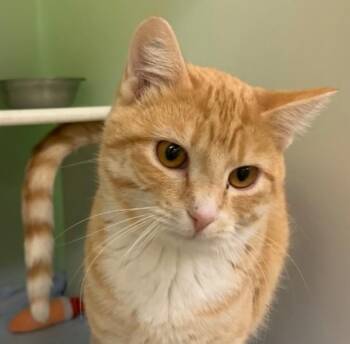 Rescue Domestic Short Hair Cats for Adoption in Thayne, Wyoming - Kaai | PetCurious