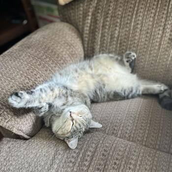 Tweety -  Domestic Short Hair Cat for Adoption in Fair Haven, Vermont - Tweety | PetCurious