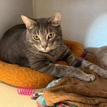 Porkie -  Domestic Short Hair Cat for Adoption in Washougal, Washington - Porkie | PetCurious