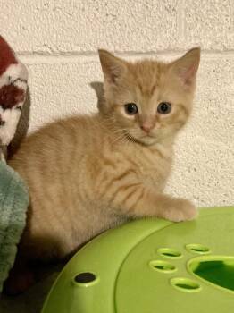 Tulip -  Domestic Short Hair Cat for Adoption in West Mifflin, Pennsylvania - Tulip | PetCurious
