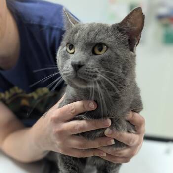 Domestic Short Hair Cats Available for Adoption in Canton, Illinois - Atlas | PetCurious