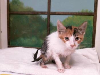 LISA MARIE -  Domestic Short Hair Cat for Adoption in Houston, Texas - LISA MARIE | PetCurious