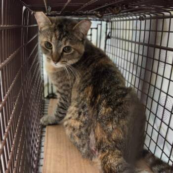 Domestic Short Hair Cats Available for Adoption in Chattanooga, Tennessee - Turtle | PetCurious