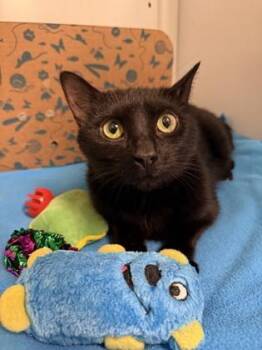 Domestic Short Hair Cats Available for Adoption in Fairfax, Virginia - Olivine | PetCurious