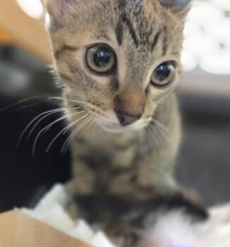 Maile -  Domestic Short Hair Cat for Adoption in Honolulu, Hawaii - Maile | PetCurious