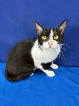 American Shorthair Cats Available for Adoption - Freddie Purrcury | PetCurious