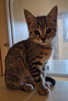 Isa -  Domestic Short Hair Cat for Adoption in Christiansburg, Virginia - Isa | PetCurious