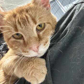 Jeremiah -  Domestic Short Hair Cat for Adoption in Waynesville, North Carolina - Jeremiah | PetCurious