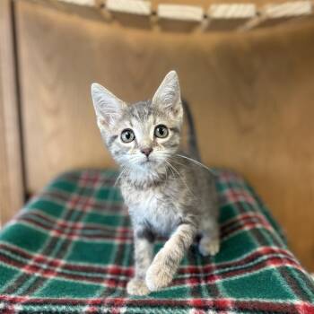 Chocolate Chip -  Domestic Short Hair Cat for Adoption in Fargo, North Dakota - Chocolate Chip | PetCurious