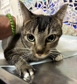 Domestic Short Hair Cats Available for Adoption in Pensacola, Florida - CATERINA | PetCurious
