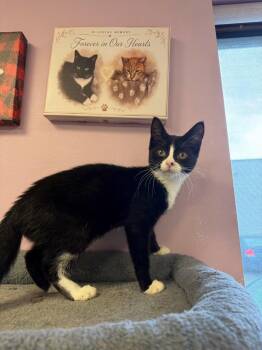 Melanie -  Domestic Short Hair Cat for Adoption in Freeport, New York - Melanie | PetCurious