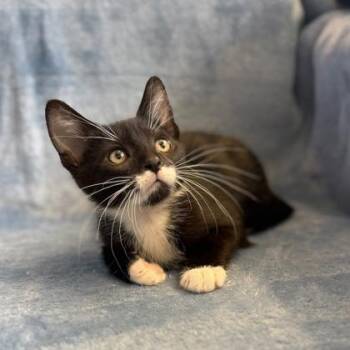 Kevin -  Domestic Short Hair Cat Available for Adoption in Janesville, Wisconsin - Kevin | PetCurious