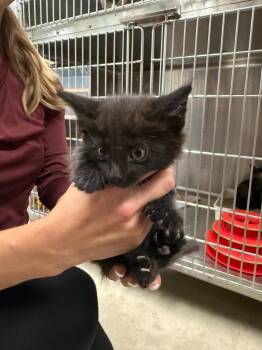 Nikon -  Domestic Short Hair Cat for Adoption in Twentynine Palms, California - Nikon | PetCurious
