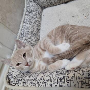 Minnie -  Domestic Short Hair Cat for Adoption in Germantown, Maryland - Minnie | PetCurious