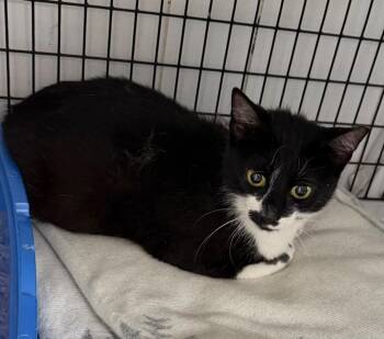 Candice -  Domestic Short Hair Cat for Adoption in Trenton, New Jersey - Candice | PetCurious