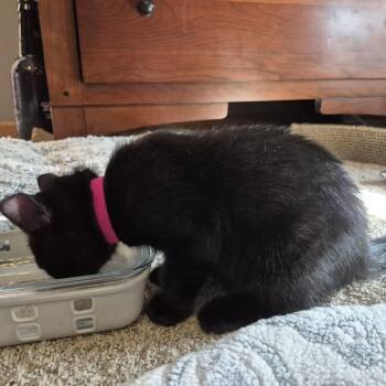 Glasgow -  Domestic Short Hair Cat for Adoption in Buffalo, Minnesota - Glasgow | PetCurious