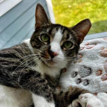 Domestic Short Hair Cats Available for Adoption - Diamond | PetCurious