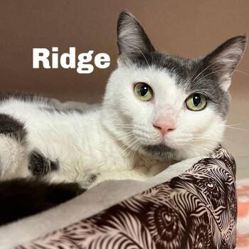Ridge 260729 -  Domestic Short Hair Cat for Adoption in Gladstone, Michigan - Ridge 260729 | PetCurious