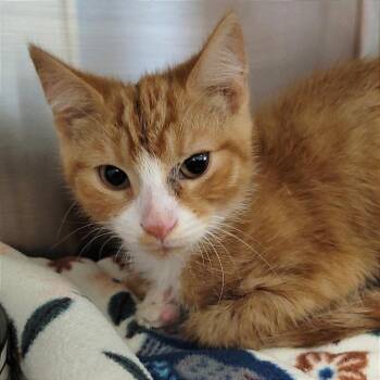 Ziggy -  Domestic Short Hair Cat for Adoption in Nashville, Indiana - Ziggy | PetCurious