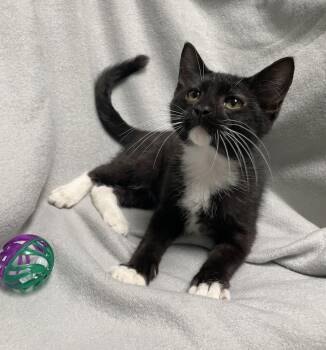 Archer -  Domestic Short Hair Cat for Adoption in Jackson, Michigan - Archer | PetCurious
