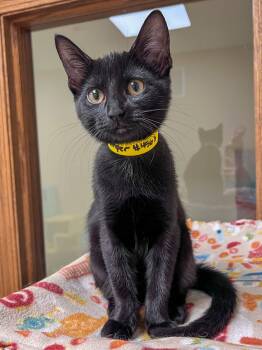 Domestic Short Hair Cats Available for Adoption in Arlington Heights, Illinois - Jumper | PetCurious