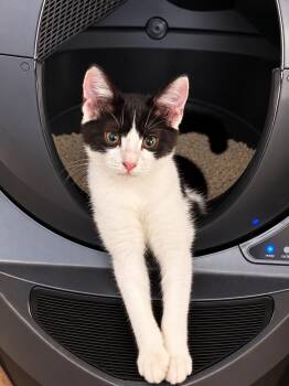 Christina H -  Domestic Short Hair Cat for Adoption in Fresno, California - Christina H | PetCurious