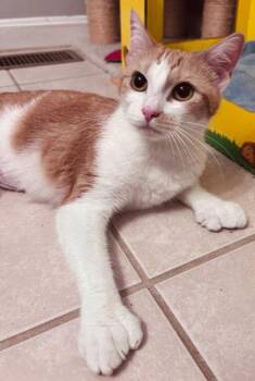 Domestic Short Hair Cats Available for Adoption in Hudson, Massachusetts - Colvey Normandy | PetCurious