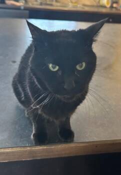 Rescue Domestic Short Hair Cats for Adoption in Coalhurst, Alberta - Farrow | PetCurious