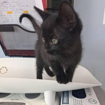 Domestic Short Hair Cats Available for Adoption in Kingman, Arizona - Scooter | PetCurious