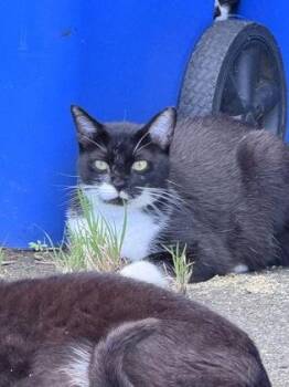 Daisy Mae -  Domestic Medium Hair and Domestic Short Hair Cat for Adoption in Honolulu, Hawaii - Daisy Mae | PetCurious