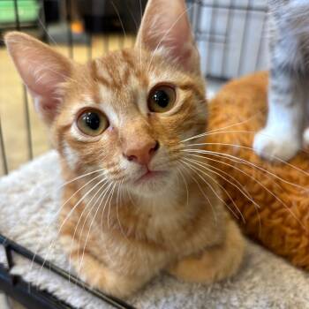 Rescue Domestic Short Hair Cats for Adoption in Webster, Texas - JJ | PetCurious