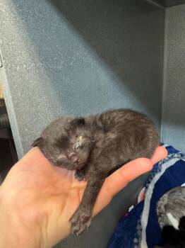 Dwight Snoot -  Domestic Short Hair Cat for Adoption in Winnipeg, Manitoba - Dwight Snoot | PetCurious