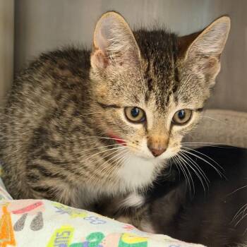 Paco -  Domestic Short Hair Cat Available for Adoption in West Palm Beach, Florida - Paco | PetCurious